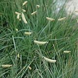 6er-Pack Moskitogras - Bouteloua Gracilis:...