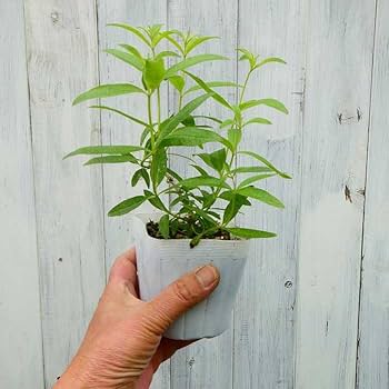 Amazon.co.jp: レモンバーベナ 苗 3.5号ポット ハーブ レモンの