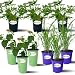Trio of Mosquito Repellent Plants - THE MOSQUITO TRIO - 9 LARGE LIVE MOSQUITO REPELLING PLANTS - 3 Lemongrass Plants, 3 Mosquito Plants (Citronella Geranium), 3 Lantana Plants - Each 4" to 8" tall in 4 inch pots. ALL PREMIUM PLANTS