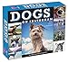 2021 Dogs on Instagram Boxed Daily Calendar
