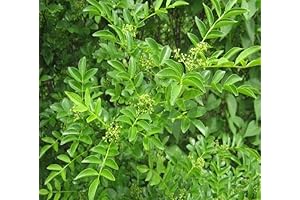 10pcs Zanthoxylum Tree Seeds Green - Unique and Beneficial Plant for Your Garden