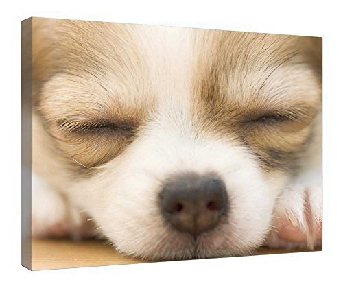 Chien endormi tableau sur toile pour créer un salon cosy scandinave