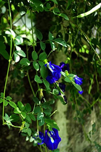Image of Aparajita Blue Flower Seeds for Home | Garden | Trellis | High Germination Rate (Aparajita Flower)