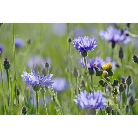 JustSeed Cornflower - 600 Seeds for Wild Flowers Cover
