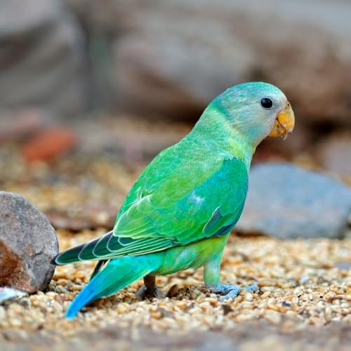 Croci Vogelsand 5 kg