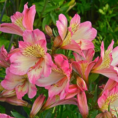 semillas de alstroemeria - balcón resistentes interior jardín decoración 700pcs