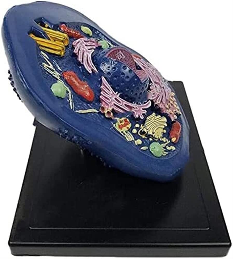 Modèle éducatif d'anatomie cellulaire animale – Spécimens microscopiques pour l'enseignement et l'apprentissage de la structure et de la fonction cellulaires