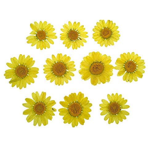 30 piezas flores secas naturales Chrysanthemum amarillas miniatura 1