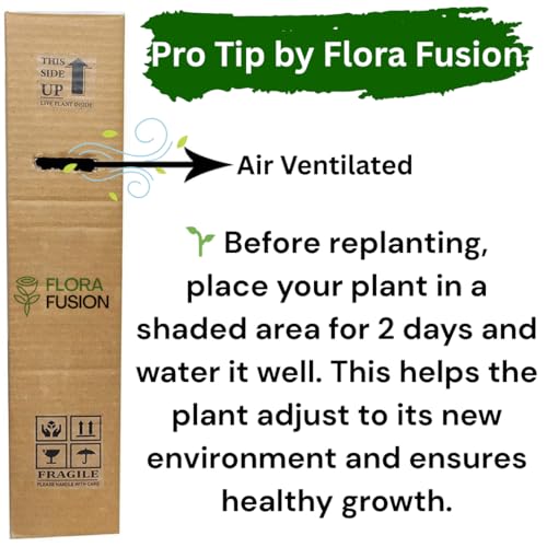 Image of Nimbu Kagzi Lemon Live Plant - All-Time Fruiting Grafted Variety Healthy Lemon Fruit Plant for Home Garden, Terrace & Balcony | High Yield Citrus Plant 1 Live Plant Without Pot