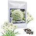 Produktbild RIESEN LAUCH WEISS (Allium giganteum) - 30 Samen/Pack - Zierlauch - Winterhart - Riesenlauch