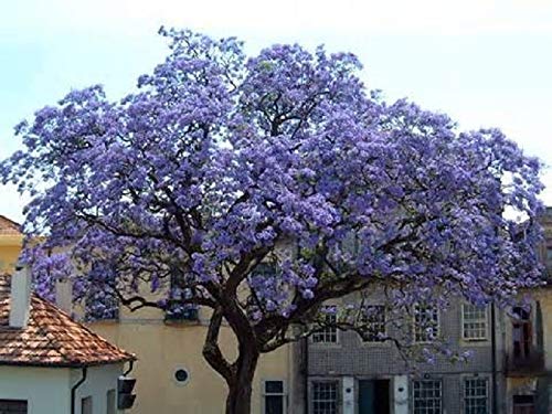 100 graines d'arbres princesse (Paulownia Tomentosa)