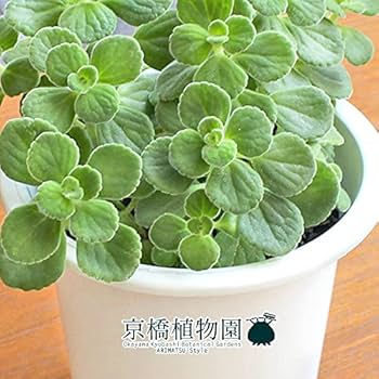 Amazon｜ハーブ アロマティカス 4号｜観葉植物 オンライン通販