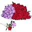 Rose+purple