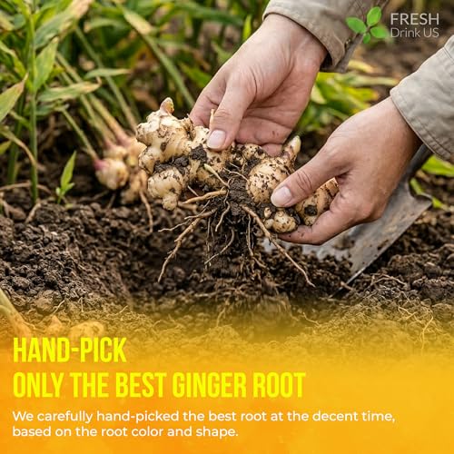 Image of FreshDrinkUS, 150 Premium Ginger Tea Bags, Non GMO, 100% Natural & Pure from Ginger Root, Root Herbal Tea. No Sugar, No Caffeine, No Gluten, Vegan. Support Stronger Digestion, Pleasantly Spicy & Warming