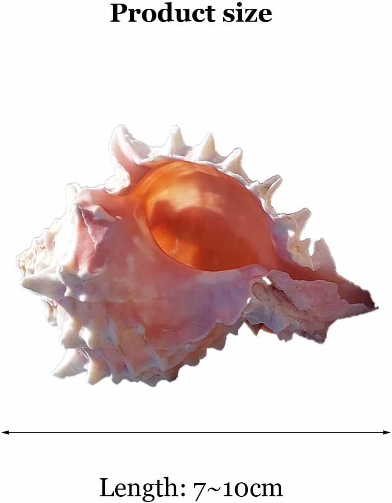 Natural sea Shell, Large Conch Shell, Large Natural Sea Shells Rose Thousand Hand Snail 7~10Cm for DIY,Wedding Decor Beach Theme Party