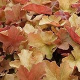 Blütenfarbe: weiß Blumixx Stauden Heuchera villosa \'Caramel\' ® - Purpurglöckchen weiß