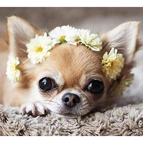 LWLFC Diamond Painting Kit 5D Simpatico Cane Chihuahua Diamond Painting,Diamond Painting Kit 5D Full,Adatto A Principianti, Adulti, Bambini. Diamond Painting Decorazione per Casa E Pareti 30 X 40 Cm