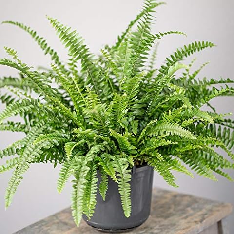 Stunning Boston Fern for Indoor Spaces Cover