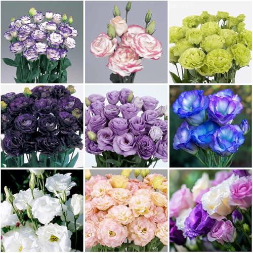 Mixrug 300+ Lisianthus Flower Seeds for Planting-Eustoma Seeds Double Flower Outdoor-Lizzienthus Seed Non-GMO Heirloom Flower Plants Garden Indoor