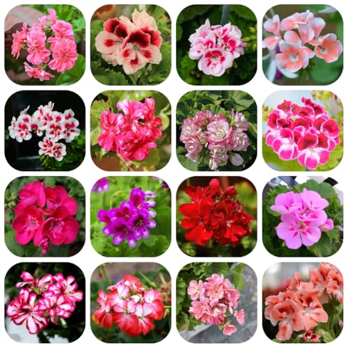 semi di geranio perenni - balcone vecchie varietà da appartamento esotiche rampicanti 800pcs