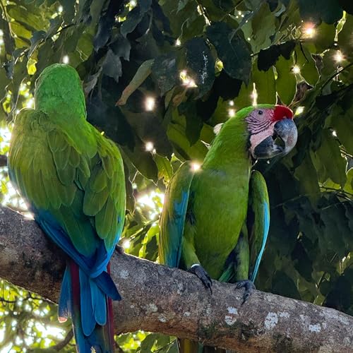 105. COSTA RICA ( ENGLISH) - GREEN MACCOW IN THE WILD - ROADTRIP