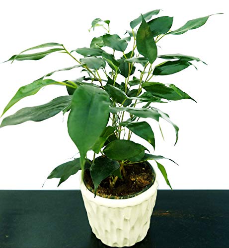 POWERS TO FLOWERS - FICUS BENJAMIN VERDE IN VASO CERAMICA BIANCO CON SPATOLATURA IN RILIEVO, pianta vera