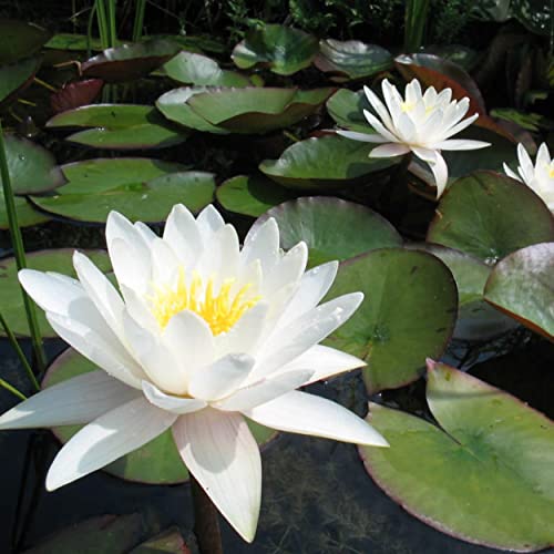 Chalily Live Aquatic Hardy Water Lily | Pre-Grown, Pre-Rooted, Hardy Water Lily for Your Pond or Patio Water Garden | Drop-N-Grow Convenience - White