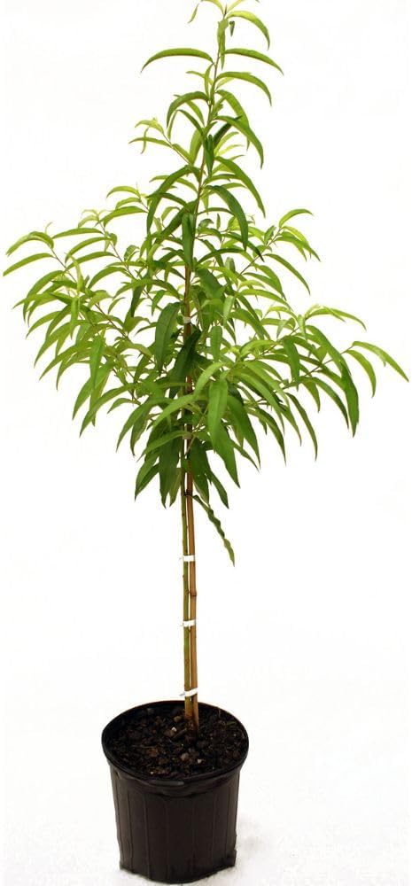 Generic Sam Houston Peach Tree, Lush Green Foliage, Juicy & Sweet Peaches, Deciduous, 5 gal, Nursery Pot