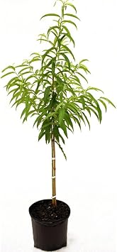 Generic Sam Houston Peach Tree, Lush Green Foliage, Juicy & Sweet Peaches, Deciduous, 5 gal, Nursery Pot