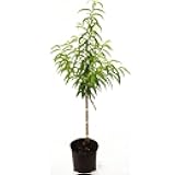 Generic Sam Houston Peach Tree, Lush Green Foliage, Juicy & Sweet Peaches, Deciduous, 5 gal, Nursery Pot