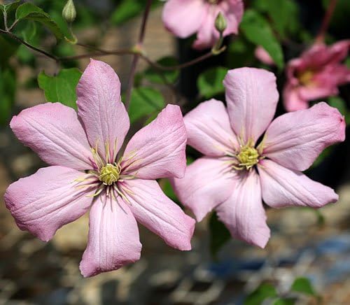 Amazon Co Jp クレマチス 苗 パテンス アイノール ピンク系 ホーム キッチン Amazon Co Jp クレマチス 苗 パテンス アイノール ピンク系 ホーム キッチン