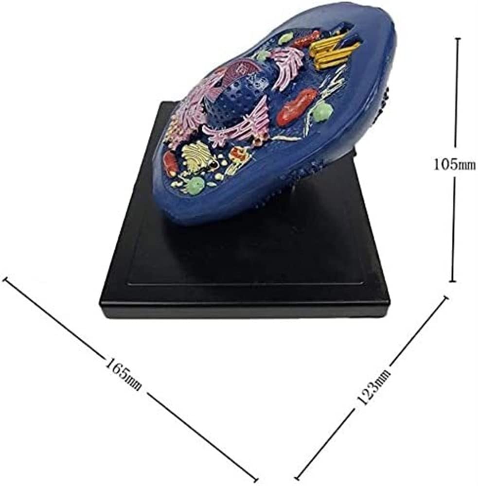 Modèle éducatif d'anatomie cellulaire animale – Spécimens microscopiques pour l'enseignement et l'apprentissage de la structure et de la fonction cellulaires