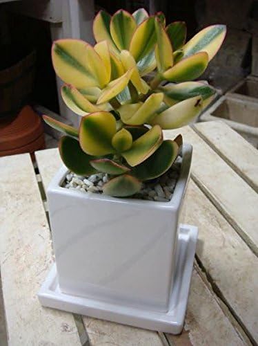 Amazon 斑入りお金のなる木 成金草 かげつ インテリアグリーンに室外 明るい室内の窓辺向け プレゼントや景品にも ミニ観葉植物サイズ 多肉植物 サボテン 花月 鉢植え 観葉植物 オンライン通販