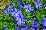 Purple Periwinkle Plants for Planting - Healthy Rootstock, Wildflower Plants (3 Plants)