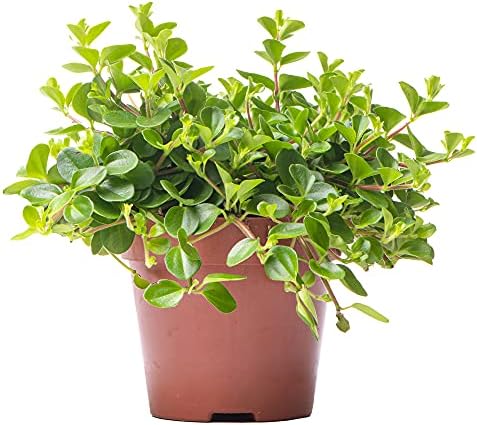 Peperomia rotundifolia - Jade Colgante | Planta de Interior para ...