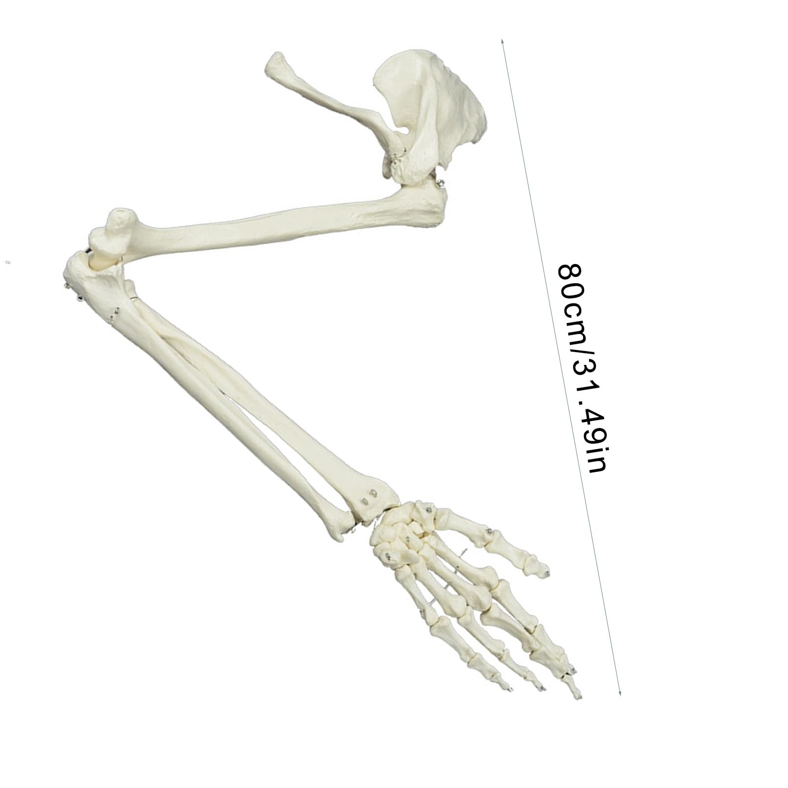Modelo De Esqueleto De Brazo, Estudio Anatómico Humano De Tamaño Natural Estudio De Articulación Humana De Tamaño Natural