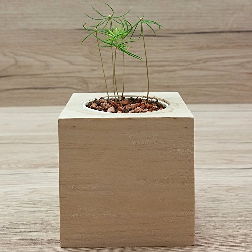 Feel Green Ecocube Weihnachtsbaum/Xmas Tree, Nachhaltige Geschenkidee (100% eco friendly), Grow Your Own/Anzuchtset, Pflanzen Im Holzwürfel, Made in Austria