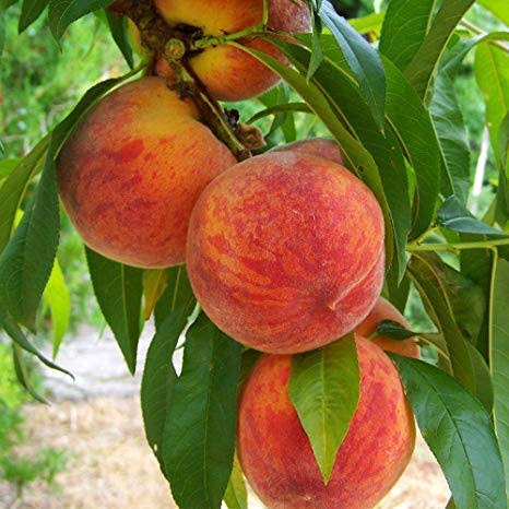 Mphmi Peach Fruit Grafted And Healthy Live Plant For Home & Outdoor (B08T5WTYTW) Amazon Price History, Amazon Price Tracker