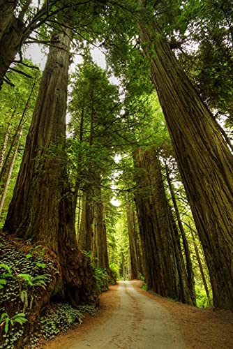 Lantern Press Redwood Forest Road Photography A-91535, 1000 Piece Jigsaw Puzzle for Adults, Made in USA with Reference Poster