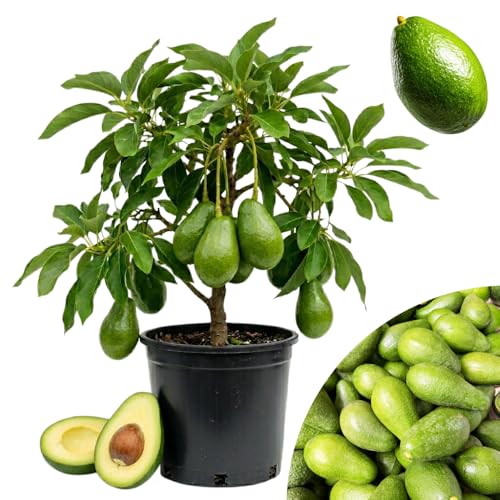 TAZGO Green Avocado Tree 3 Gallon Pot