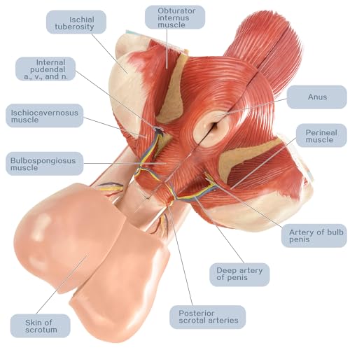 Image of Human Male Genitalia Anatomical Model, Life-Size 7 Parts Male Genital System Anatomical Model with Colorful Manual for Medical Science Education Study or Teaching