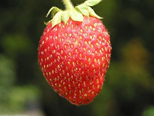 National Gardens Selva Strawberry Seeds (B01GD948UO) Amazon Price History, Amazon Price Tracker