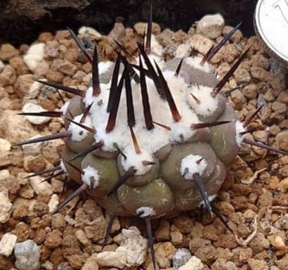 Amazon.co.jp: サボテン一本刺黒王丸 種子100粒 : DIY・工具・ガーデン