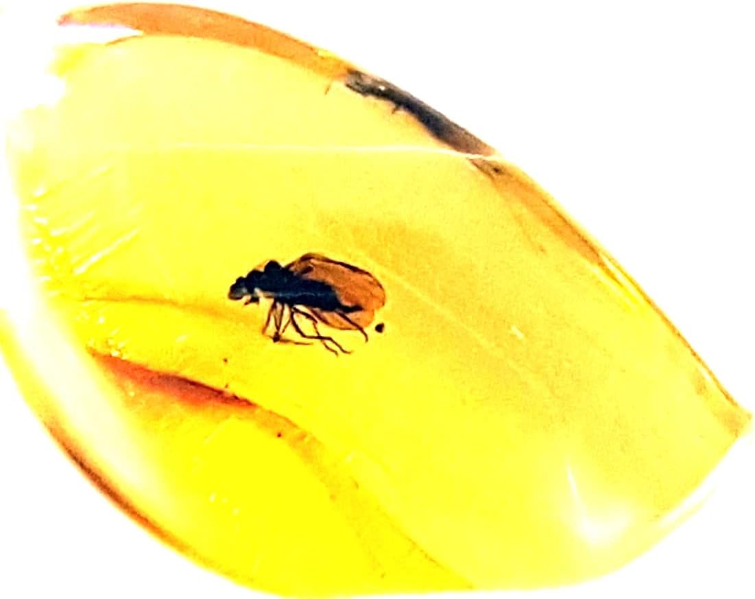 Genuine Fossil Baltic Amber with Inclusion with Magnifying Box/Beautiful Museum Grade : Baby