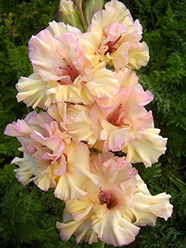 Bulbi di gladiolo,Colori Splendidi Per Un Valore Visivo/Lampadine importate-1,7Bulbis