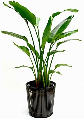 Amazon Co Jp 天国の白い鳥 ストレリチア オーガスタ 大型10号 鉢カバーｉ付き ホーム キッチン