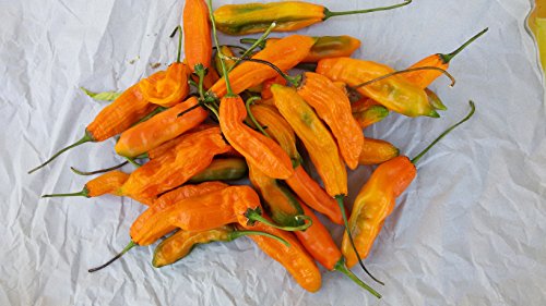 SEMI PEPERONCINO AJI AMARILLO+ GUIDA ALLA COLTIVAZIONE - Image 3
