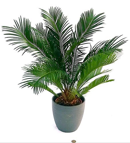 POWERS TO FLOWERS - CYCAS REVOLUTA XXL IN VASO CERAMICA ANTRACITE, pianta vera