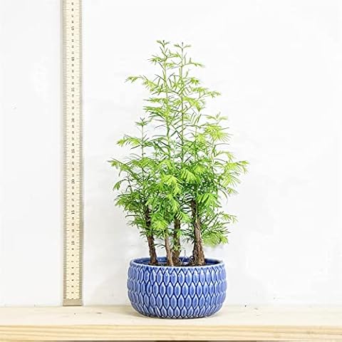 Easy Plants® Dawn Redwood Bonsai Forest Group Plants in 20cm Ceramic Pot Cover