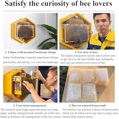 Colmena de observación de pared hexagonal con 3 marcos y ventana de acrílico 5